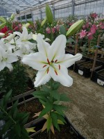 [4258 Silverio No01.JPG]